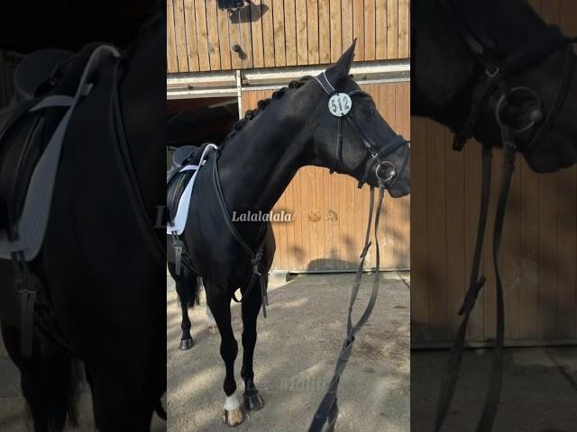 Traumauto? | #horse