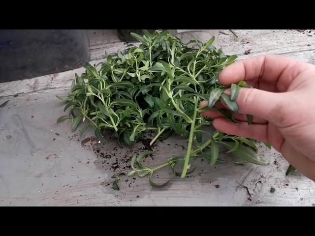 Cutting "Snapdragon" Is it possible? !! # cuttings