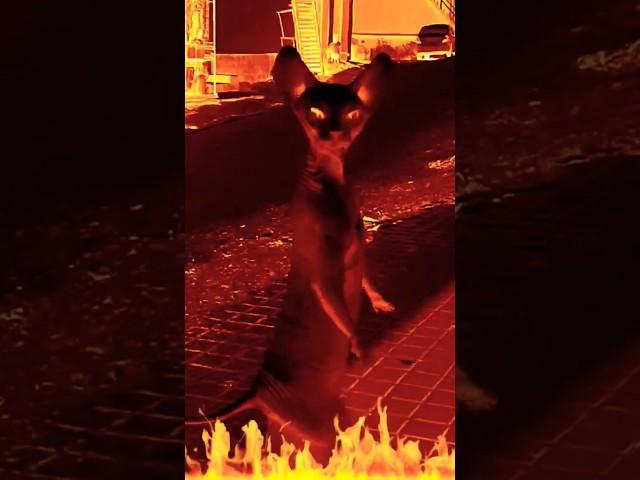 dancing cat  funny video cat sound 