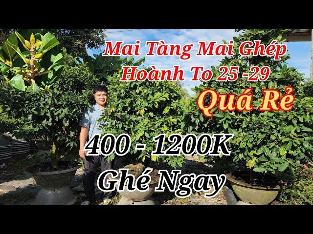  CÒ 0332364556 MAI TÀNG MAI GHÉP CHƠI TẾT NỤ ĐẶC KẸO 400-1200K GHÉ NGAY 24/12/2024 | Bến Tre Ơi