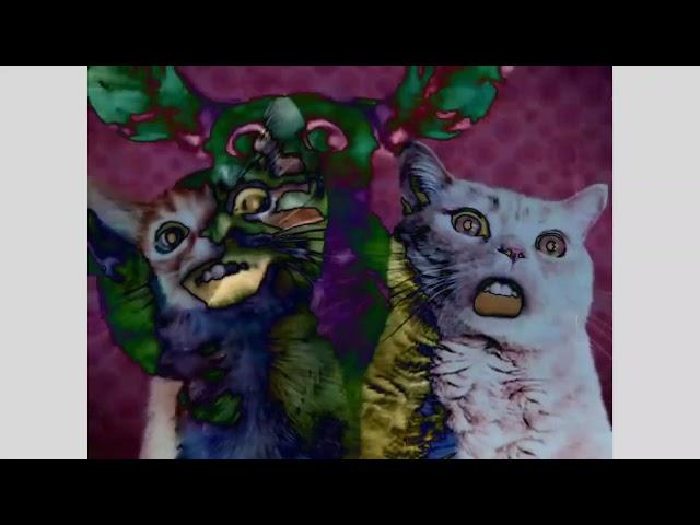 Singing Cats (Numa Cat) Might Confuse You!