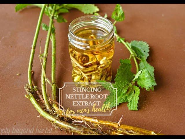 Stinging nettle root extract recipe