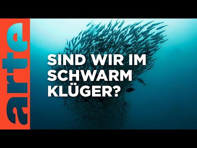 Menschliche Schwarmintelligenz: sind wir im Schwarm klüger? | Der Livetalk | ARTE Saloon