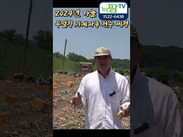 무멀칭 기계파종 성공적으로 끝났습니다!! 2024년 작기에는 그 기술을 모두 전수 예정입니다!!