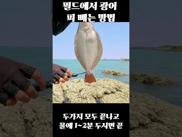필드 광어루어낚시 후 시메 피빼는 방법. #뼈다귀삼촌 #낚시
