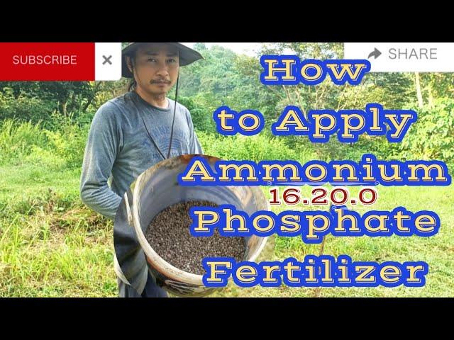 How to Apply Ammonium Phosphate Fertilizer? N.P.K. 16.20.0.