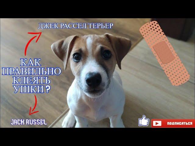 КАК ПРАВИЛЬНО КЛЕЯТЬ УШЫ ДЖЕК РАССЕЛ ТЕРЬЕРУ / JACK RUSSELL'S EAR SHAPE CORRECTION