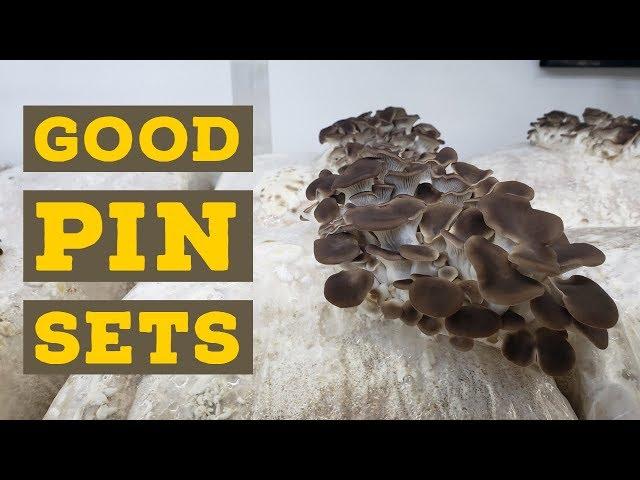 How to Get Huge Oyster Mushroom Pinsets