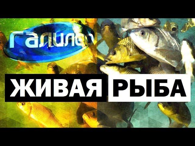 Галилео. Живая рыба  Fish