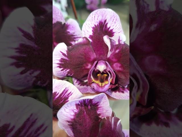 Dtps Fuller's F89296 (Phal. Ever Spring King x OX Black)