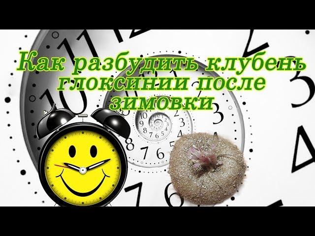 Как разбудить клубень глоксинии после зимовки