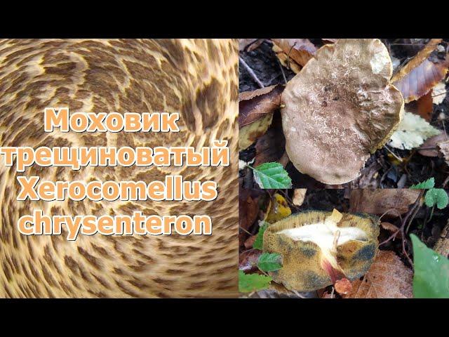 Моховик трещиноватый Xerocomellus chrysenteron Описание Съедобность Видео определитель