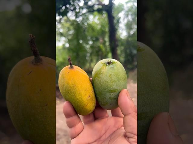 Mangoes  #nature #sunset #villagelife #peace #travel #naturelovers #youtubeshorts #birds #nature