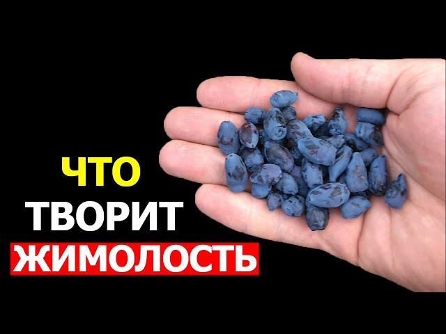 Вот что произойдет с организмом, если начать есть Жимолость каждый день (Удивительно)