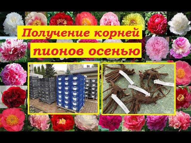 Пионы : лучшие сорта от фирм: «Peony Shop», «Warmerdam” и др.питомников из Европы, вид и качество