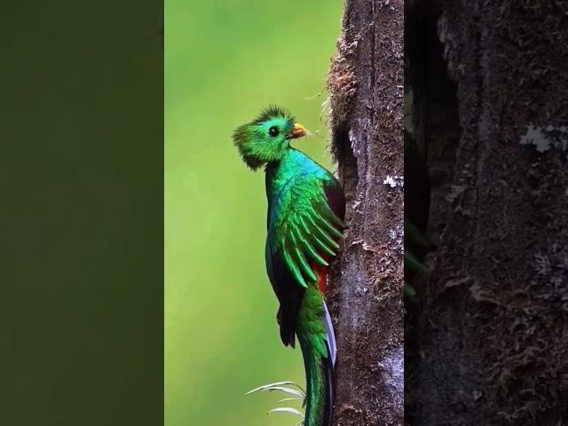 Kwezal or Quetzal