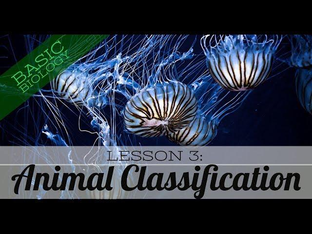 Basic Biology. Lesson 3 - Animal Classification (GCSE Science)