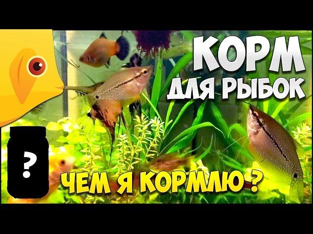 ЧЕМ Я КОРМЛЮ СВОИХ РЫБОК Что лучше замороженный живой корм или сухой корм | КОРМ ДЛЯ РЫБОК