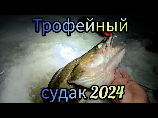 Трофейный судак 2024