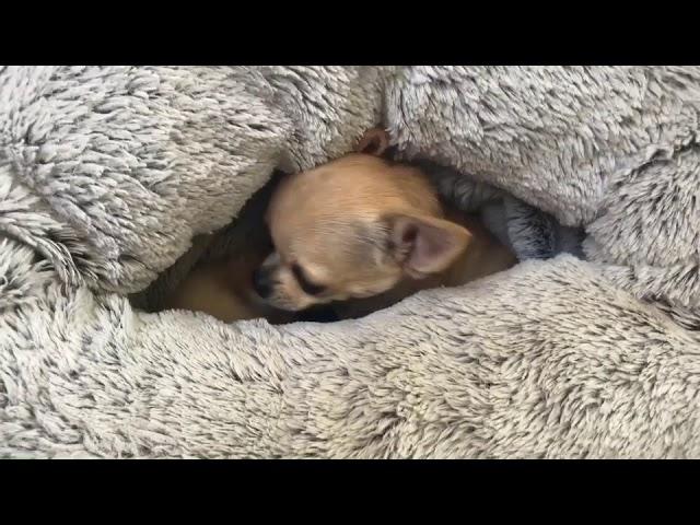 Tiny chihuahua has a surprise inside her snuggle sack!