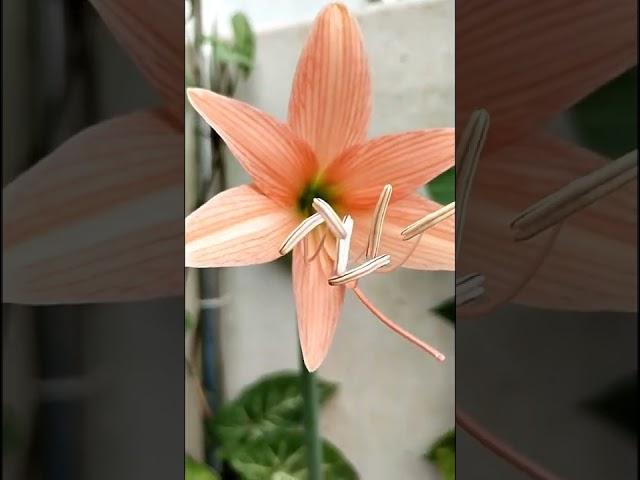 Easter Lily Plant || Lilium longiflorum #shorts