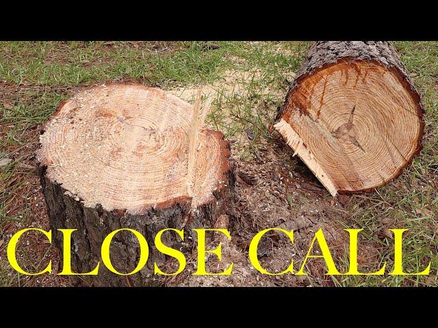 Dangerous Tree Cutting Mistake (Don't Ever do This)