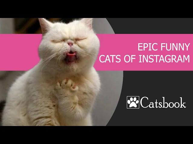 CATS | Epic funny cats of Instagram | Best Funny Cat Videos 2019 by Catsbook