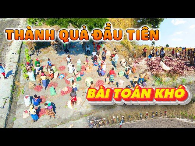 Quanglinhvlogs || Mùa Vụ Đầu Tiên Thành Công Tốt Đẹp - Cả Bản Làng Cùng Nhau Giải Bài Toán Khó...