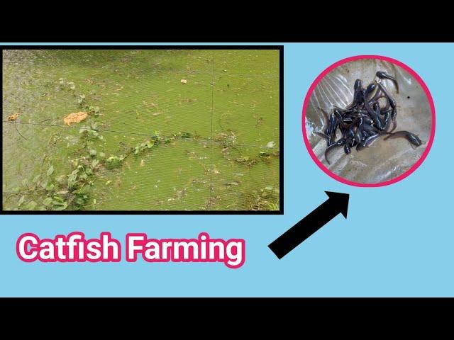 SECRET  TO GROW FASTER YOUR CATFISH IN MUD POND   (RPL Aquatics)