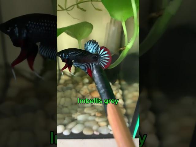 update pigeon eggs and wild betta fish#wildbetta #betta