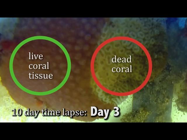 Stony Coral Tissue Loss Disease (SCTLD) Progression