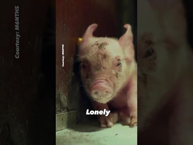 This is the brutal reality of “bacon.”  | #GoVegan