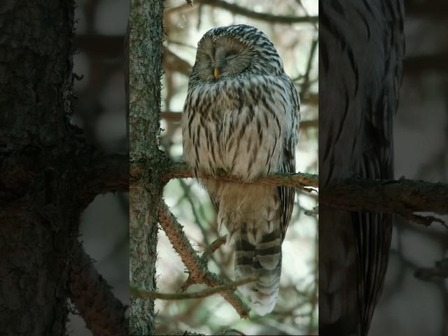 URAL OWL #shorts #owl #sova #bird #birdwatching #nature #naturelovers #wildlife #wild