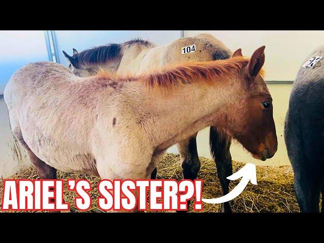 NO WAY! HORSE AUCTION SURPRISE- LOOK AT THIS RED ROAN FILLY