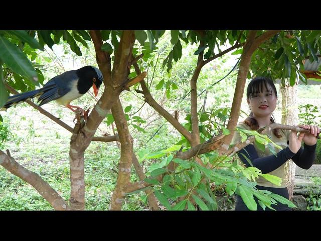 Selling a bunch of super big bananas that, grow tomatoes and gourds. Vietnamese rural girl