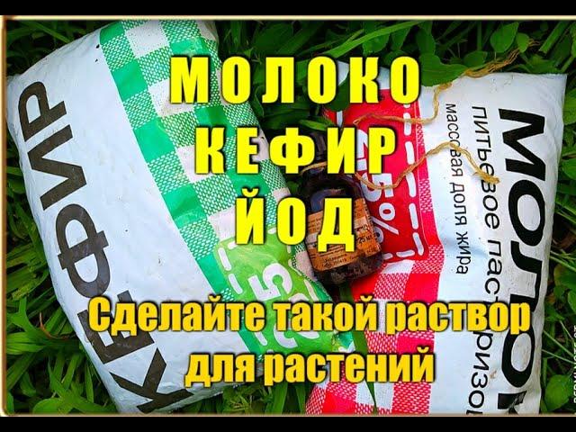 МОЛОКО! КЕФИР! ЙОД! Это любит огород!!! Дача удачи