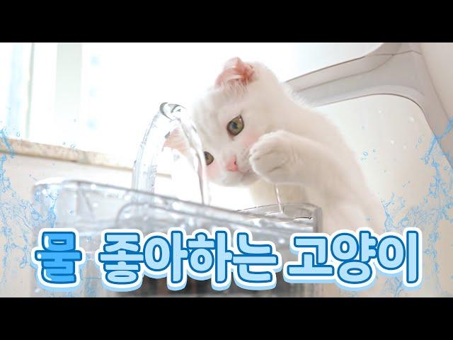 Did you see the water cat? (ENG SUB)