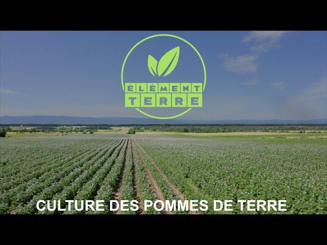 Élément Terre: Culture des pommes de terre