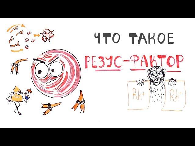 Почему важен Резус-фактор?