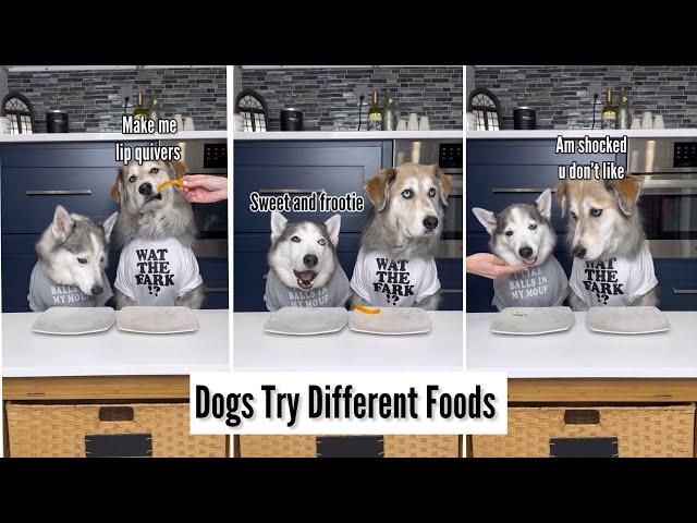 Dogs Try Different Foods