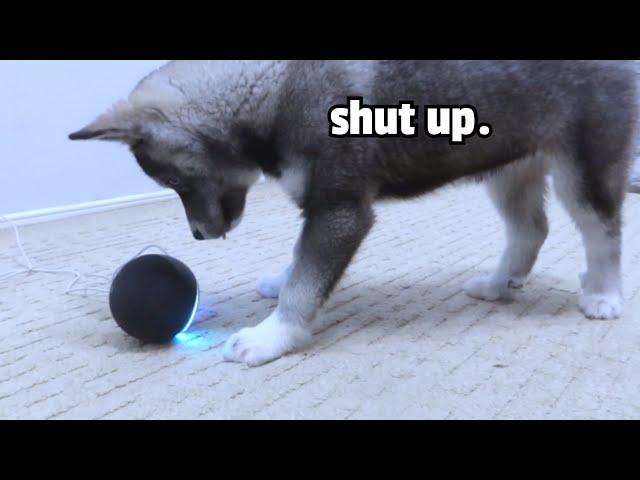 Husky Puppy REACTS to ALEXA! (She Beats Her Up!)