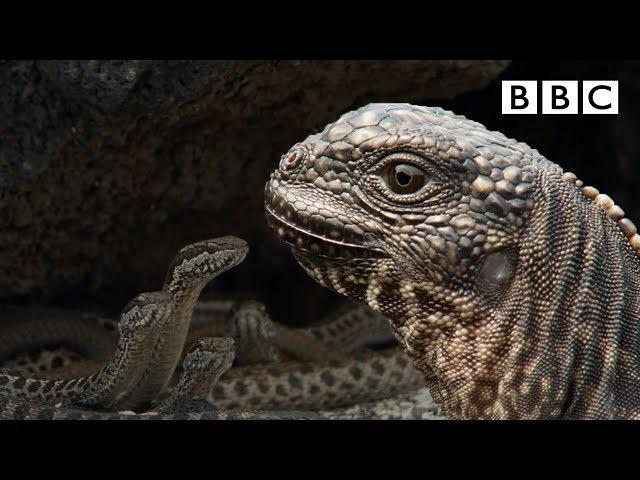 Iguana chased by killer snakes | Planet Earth II: Islands - BBC