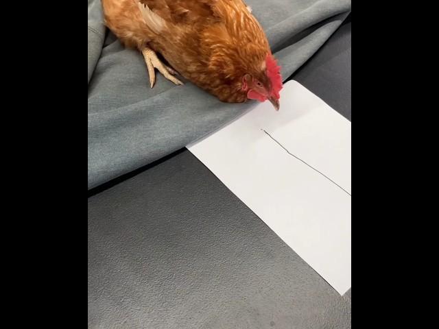Why does the chicken end up like this? #shortvideos #facts #amazingfacts