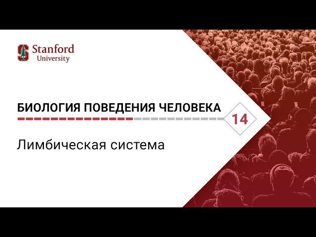 Биология поведения человека: Лекция #14. Лимбическая система [Роберт Сапольски, 2010. Стэнфорд]