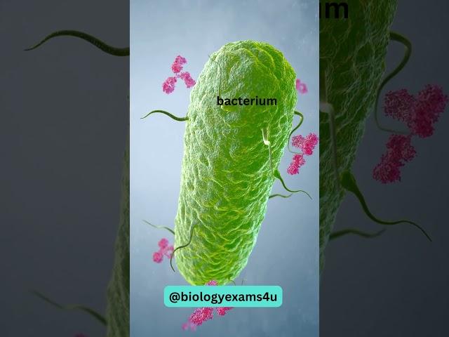 Antibody trapping Bacterium | Immunology @biologyexams4u