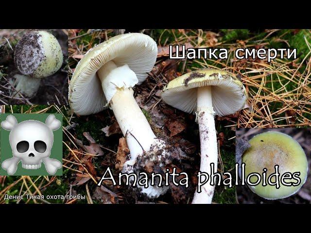 Смертельно-ядовитый гриб - Бледная поганка | Amanita phalloides