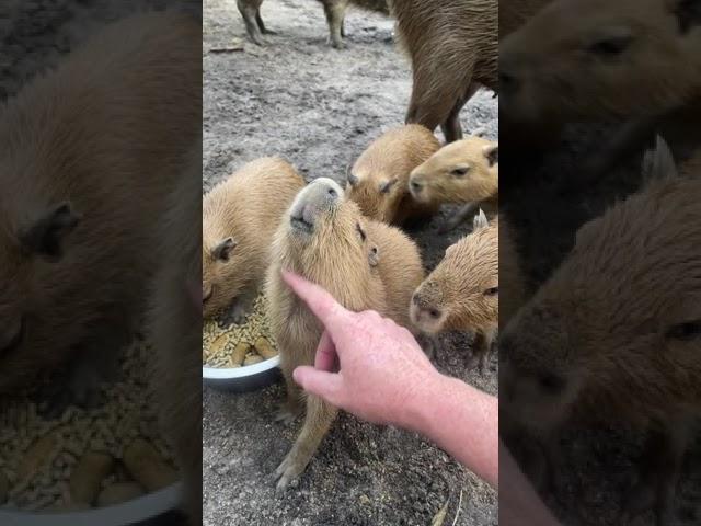 Capivaras fofas... | Cute capybara...