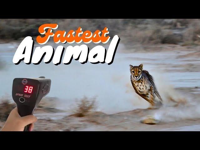 15 Fastest Animals On This Planet | Jungle Flicks