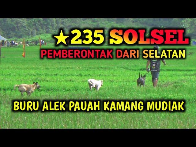 235 SOLSEL  BURU ALEK PAUAH KAMANG MUDIAK BUKIK TINGGI