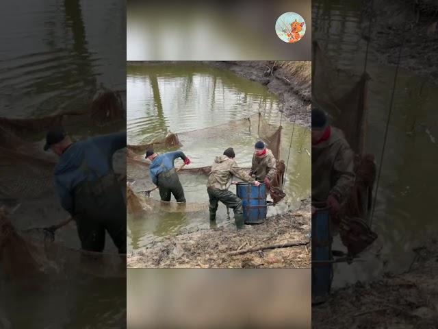 Fish farm. #short #shorts #fishing #fishfarming